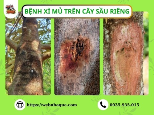 Bệnh Xì Mủ Trên Cây Sầu Riêng: Nguyên Nhân & Cách Phòng Trị Hiệu Quả