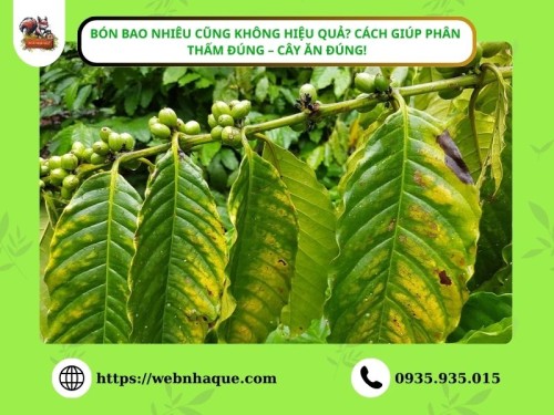 Bón Bao Nhiêu Cũng Không Hiệu Quả? Cách Giúp Phân Thấm Đúng – Cây Ăn Đúng!