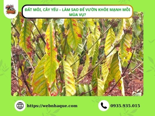 dat moi cay yeu lam sao de vuon khoe manh moi mua vu (9)