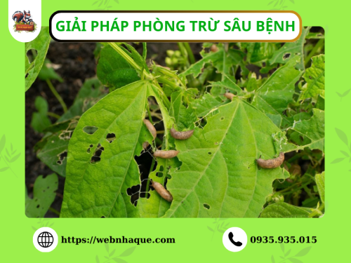 Giải pháp phòng trừ sâu bệnh: Xu hướng bền vững trong nông nghiệp hiện đại