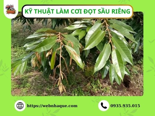 Kỹ thuật làm cơi đọt sầu riêng đúng cách giúp cây khỏe, ra hoa đồng loạt