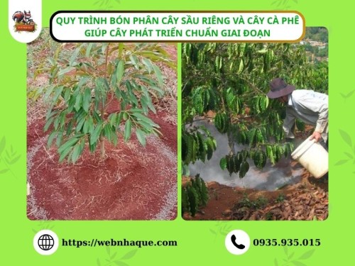 Quy Trình Bón Phân Cây Sầu Riêng và Cây Cà Phê Giúp Cây Phát Triển Chuẩn Giai Đoạn
