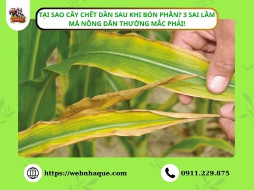 Tại Sao Cây Chết Dần Sau Khi Bón Phân? 3 Sai Lầm Mà Nông Dân Thường Mắc Phải!