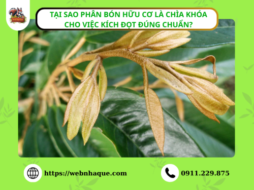 Tại Sao Phân Bón Hữu Cơ Là Chìa Khóa Cho Việc Kích Đọt Đúng Chuẩn?