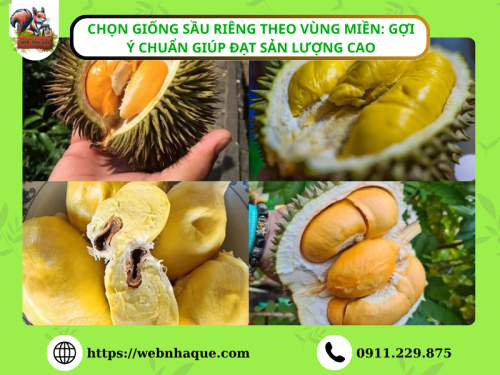 Chọn Giống Sầu Riêng Theo Vùng Miền: Gợi Ý Chuẩn Giúp Năng Suất Cao, Kháng Bệnh Tốt
