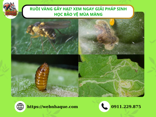 Ruồi vàng gây hại? Xem ngay giải pháp sinh học bảo vệ mùa màng