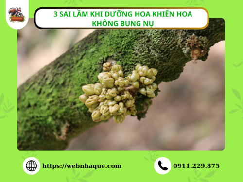 3 Sai Lầm Khi Dưỡng Hoa Khiến Hoa Không Bung Nụ