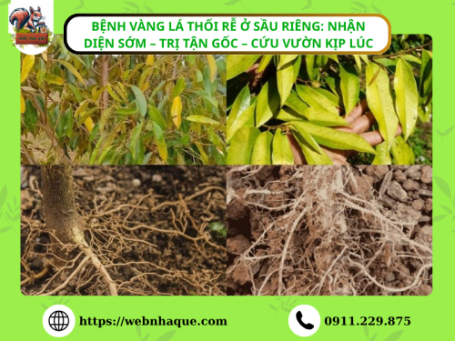 Bệnh vàng lá thối rễ ở sầu riêng: Nhận diện sớm – trị tận gốc – cứu vườn kịp lúc
