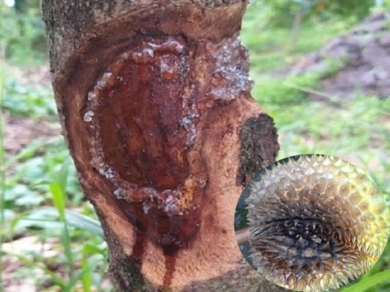 benh xi mu tren cay sau rieng (1)