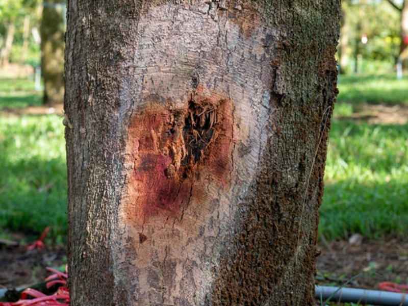 benh xi mu tren cay sau rieng (2)