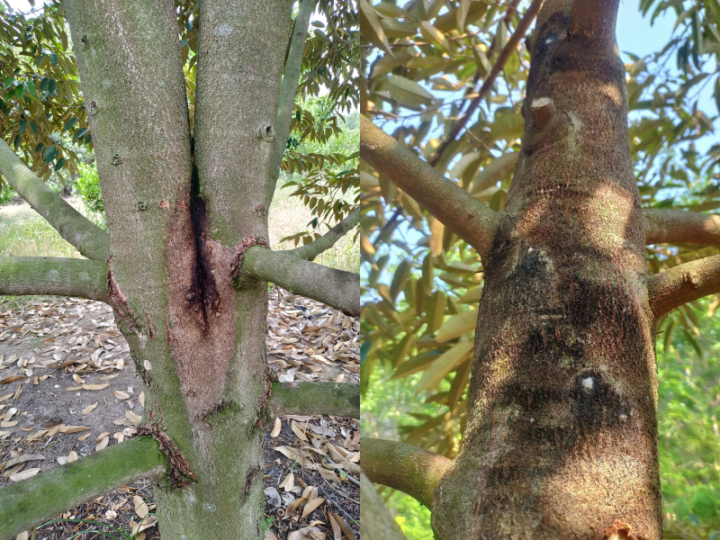 benh xi mu tren cay sau rieng (3)