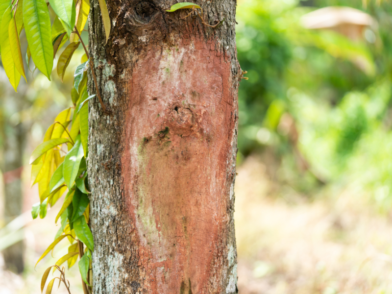 benh xi mu tren cay sau rieng (4)