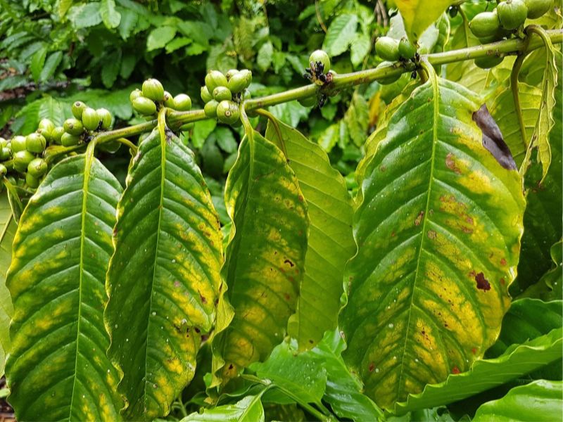 bon bao nhieu cung khong hieu qua cach giup phan tham dung cay an dung (1)