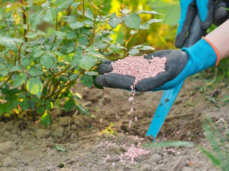 bon bao nhieu cung khong hieu qua cach giup phan tham dung cay an dung (3)