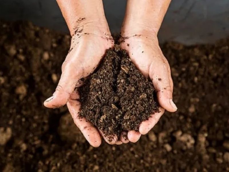 bon bao nhieu cung khong hieu qua cach giup phan tham dung cay an dung (6)