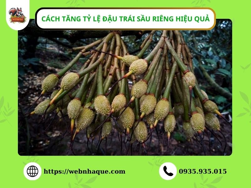 Cách tăng tỉ lệ đậu trái sầu riêng hiệu quả