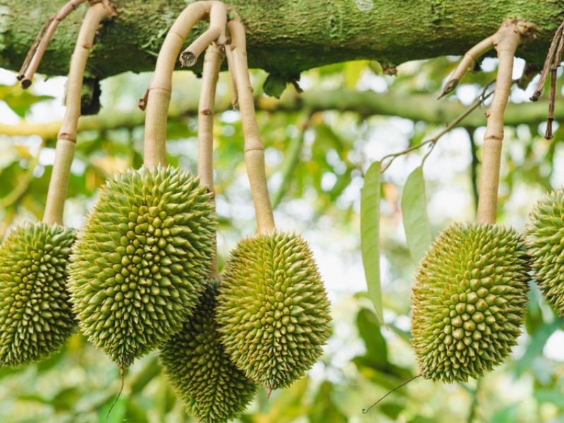 cach tang ti le dau trai sau rieng hieu qua (3)