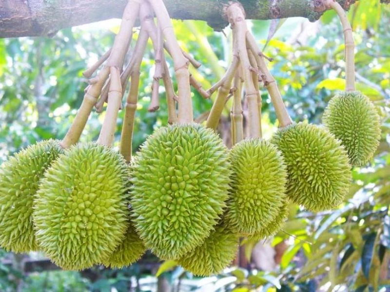 cach tang ti le dau trai sau rieng hieu qua (4)