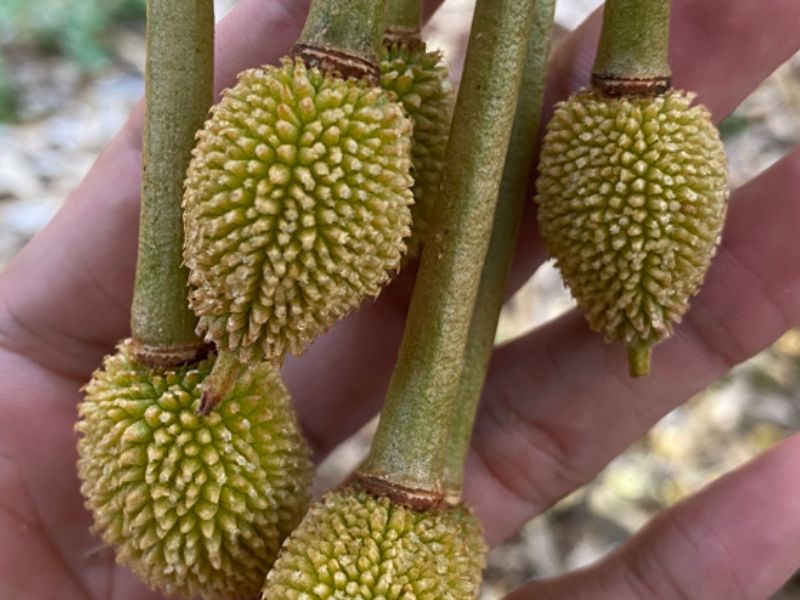 cach tang ti le dau trai sau rieng hieu qua (5)