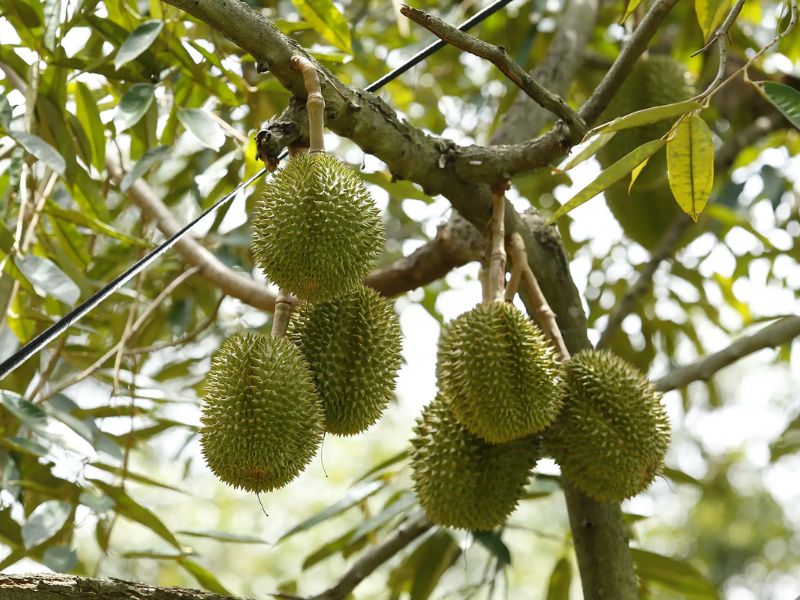 cach tang ti le dau trai sau rieng hieu qua (6)