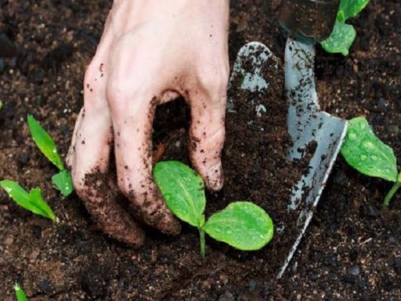 dat moi cay yeu lam sao de vuon khoe manh moi mua vu (2)