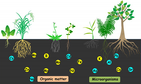 Nhu cầu dinh dưỡng của cây trồng