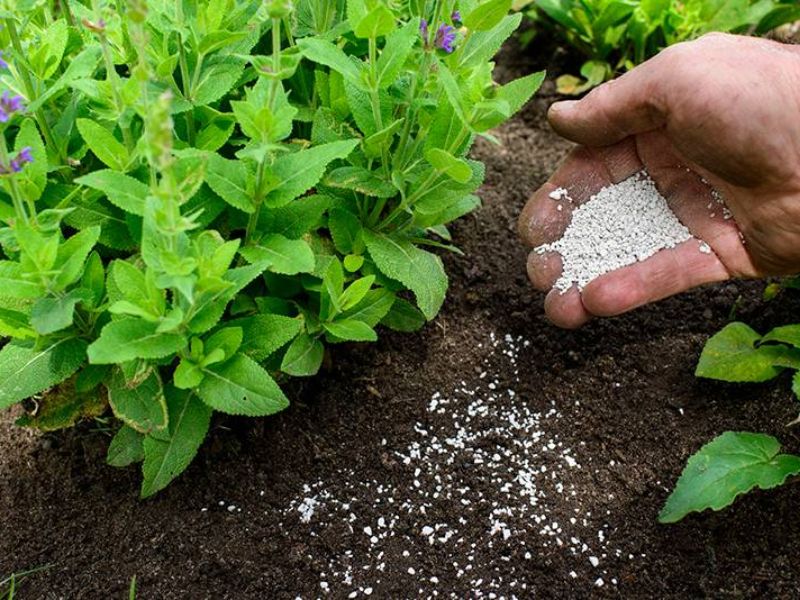 dung bon phan theo cam tinh day la cach giup cay phat trien chuan giai doan (1)