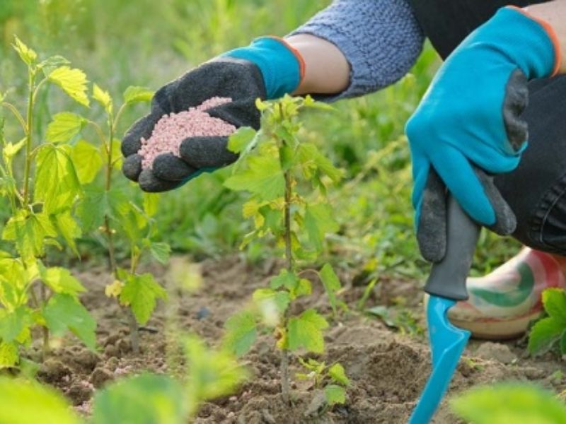 dung bon phan theo cam tinh day la cach giup cay phat trien chuan giai doan (3)