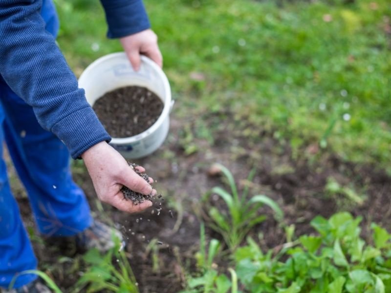 dung bon phan theo cam tinh day la cach giup cay phat trien chuan giai doan (4)