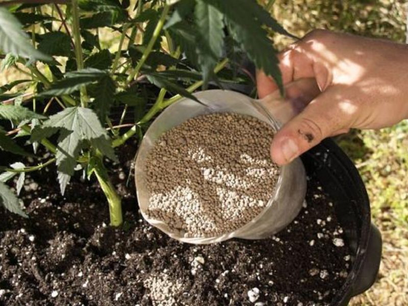 dung bon phan theo cam tinh day la cach giup cay phat trien chuan giai doan (5)