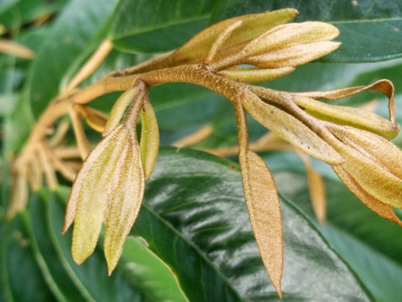 ky thuat lam coi dot sau rieng (3)