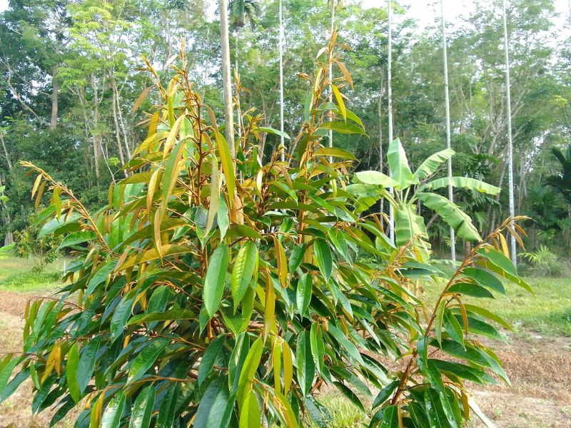 ky thuat lam coi dot sau rieng (5)