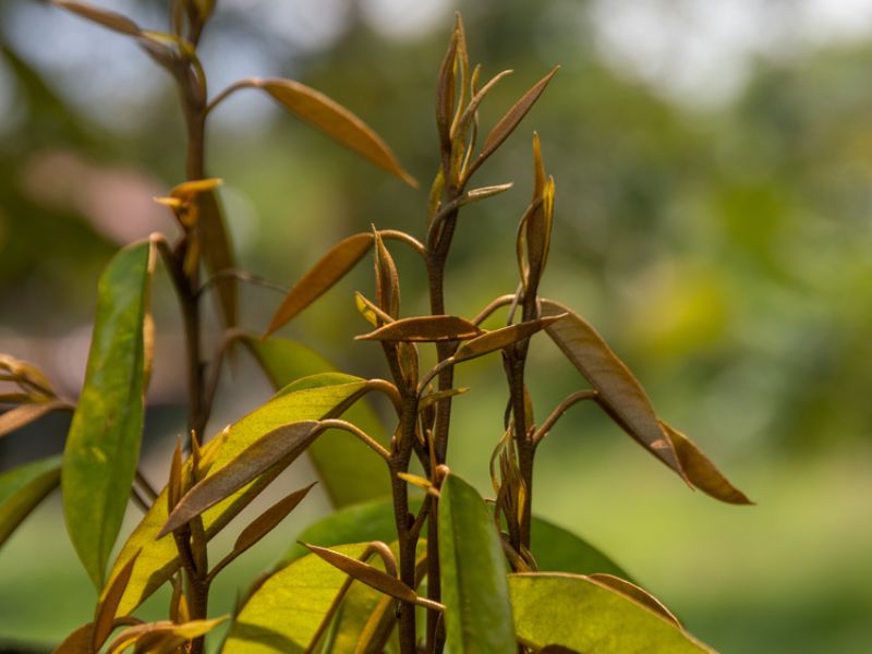 ky thuat lam coi dot sau rieng (6)