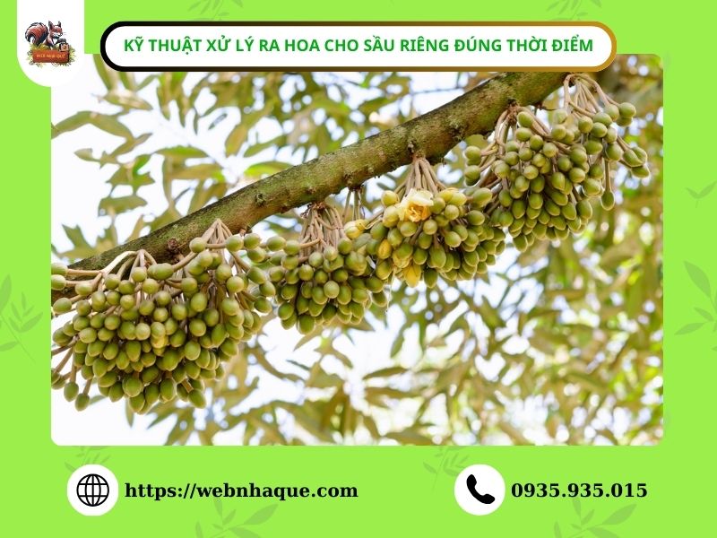 Kỹ thuật xử lý ra hoa cho sầu riêng đúng thời điểm