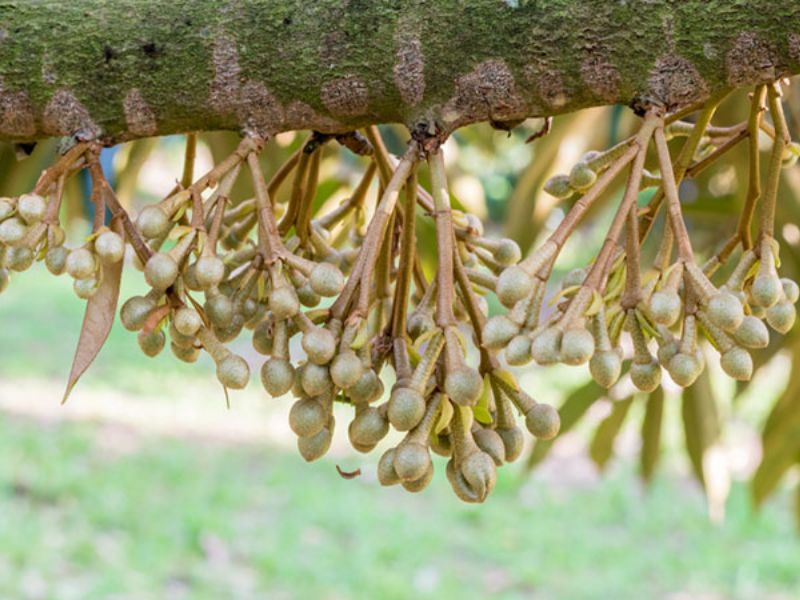 ky thuat xu ly ra hoa cho cay sau rieng dung thoi hiem (2)