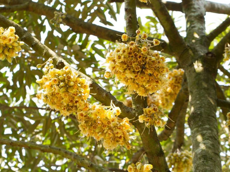 ky thuat xu ly ra hoa cho cay sau rieng dung thoi hiem (3)