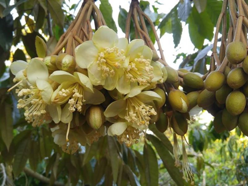 ky thuat xu ly ra hoa cho cay sau rieng dung thoi hiem (4)