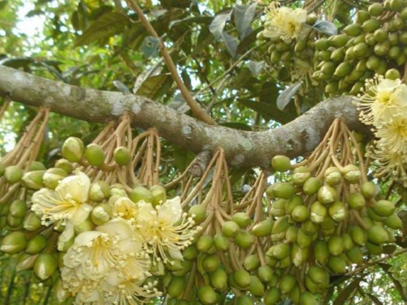 ky thuat xu ly ra hoa cho cay sau rieng dung thoi hiem (5)