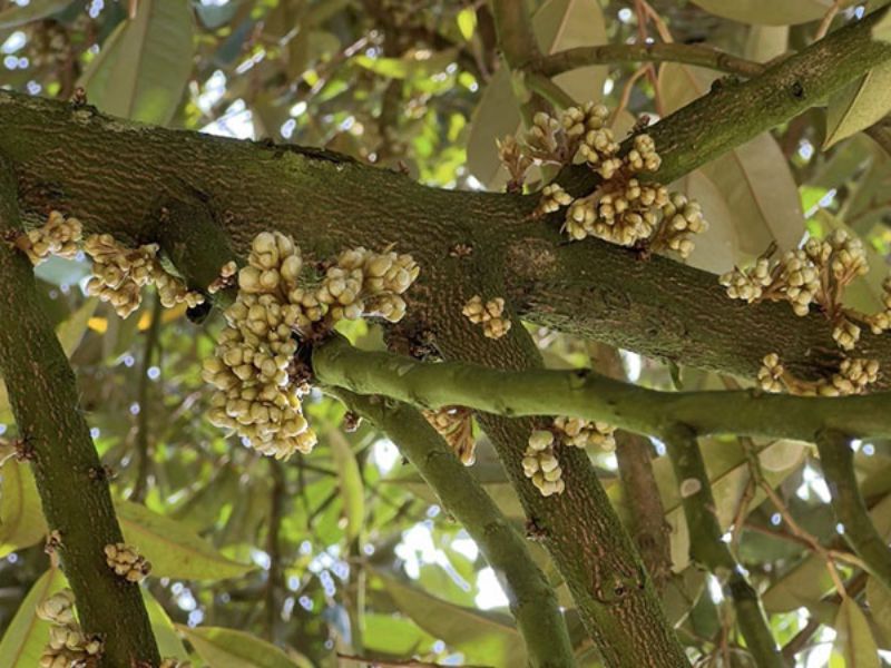 ky thuat xu ly ra hoa cho cay sau rieng dung thoi hiem (6)