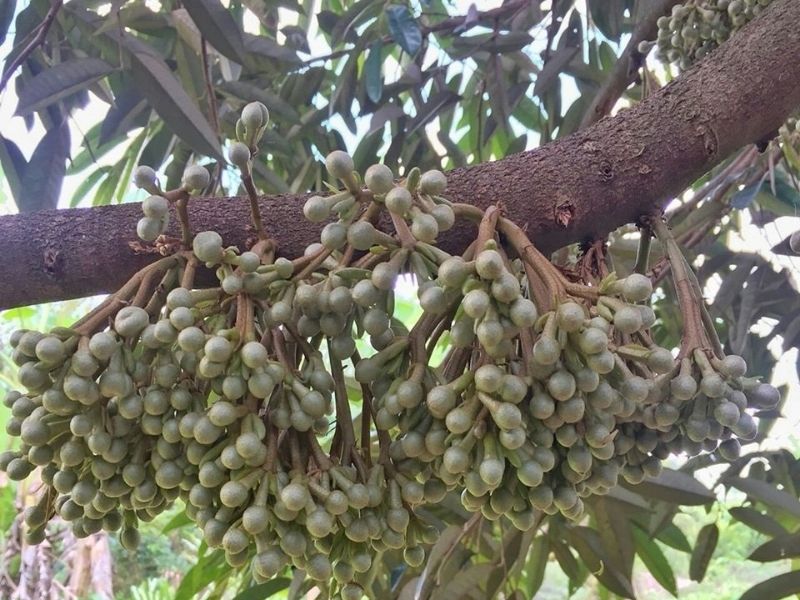 ky thuat xu ly ra hoa cho cay sau rieng dung thoi hiem (7)