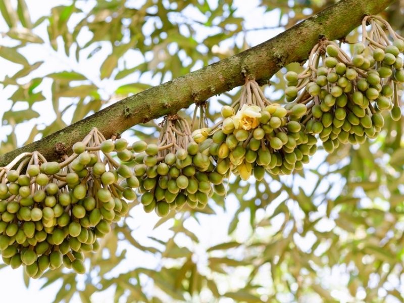 ky thuat xu ly ra hoa cho cay sau rieng dung thoi hiem (8)