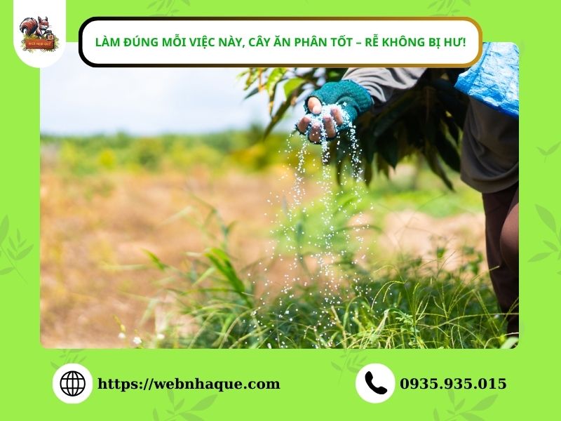 Làm Đúng Mỗi Việc Này, Cây Ăn Phân Tốt – Rễ Không Bị Hư!