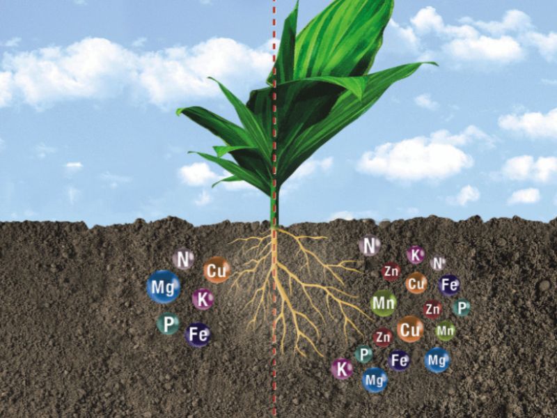 lam dung moi viec nay cay an phan tot re khong bi hu (3)