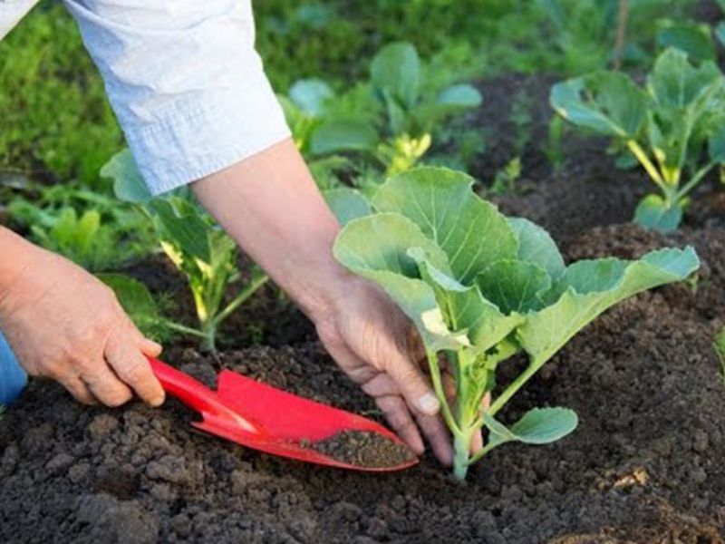 lam dung moi viec nay cay an phan tot re khong bi hu (6)