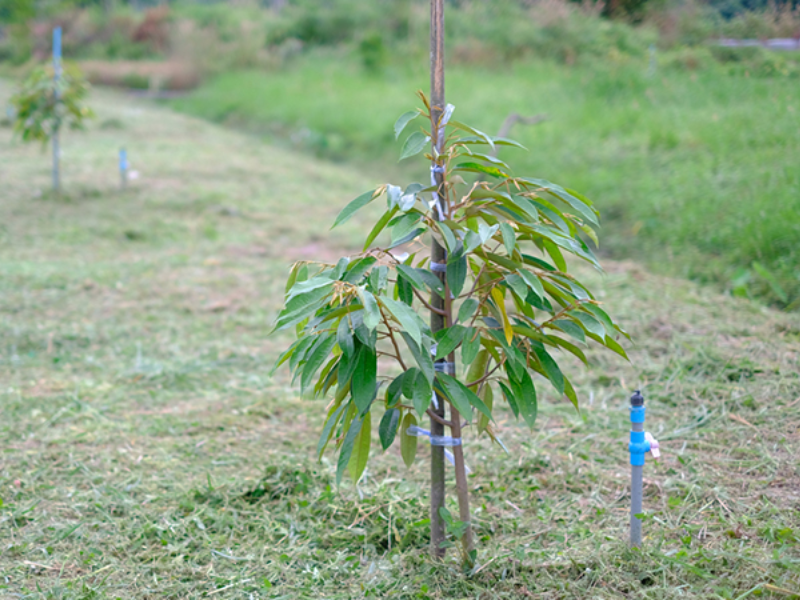 lich bon phan va tuoi nuoc cho cay sau rieng (1)