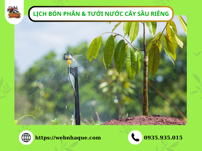 Lịch bón phân và tưới nước cho cây sầu riêng theo giai đoạn