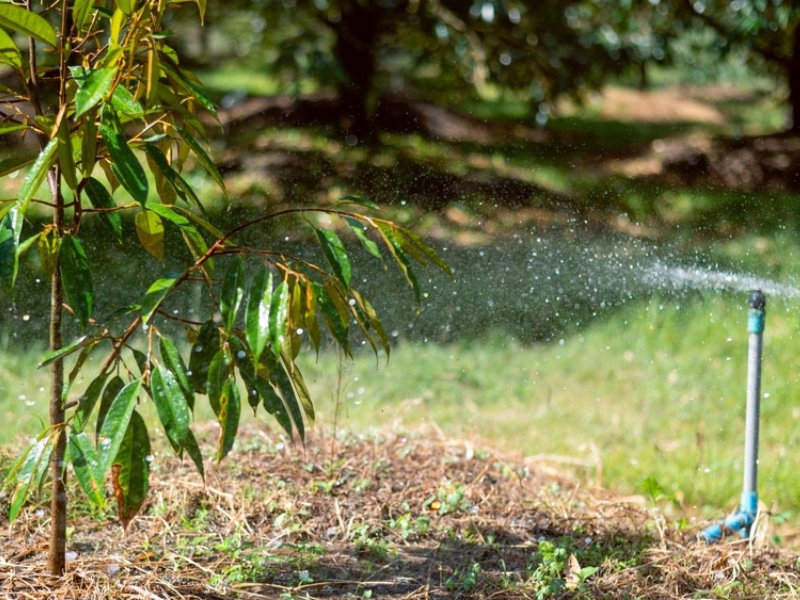 lich bon phan va tuoi nuoc cho cay sau rieng (3)