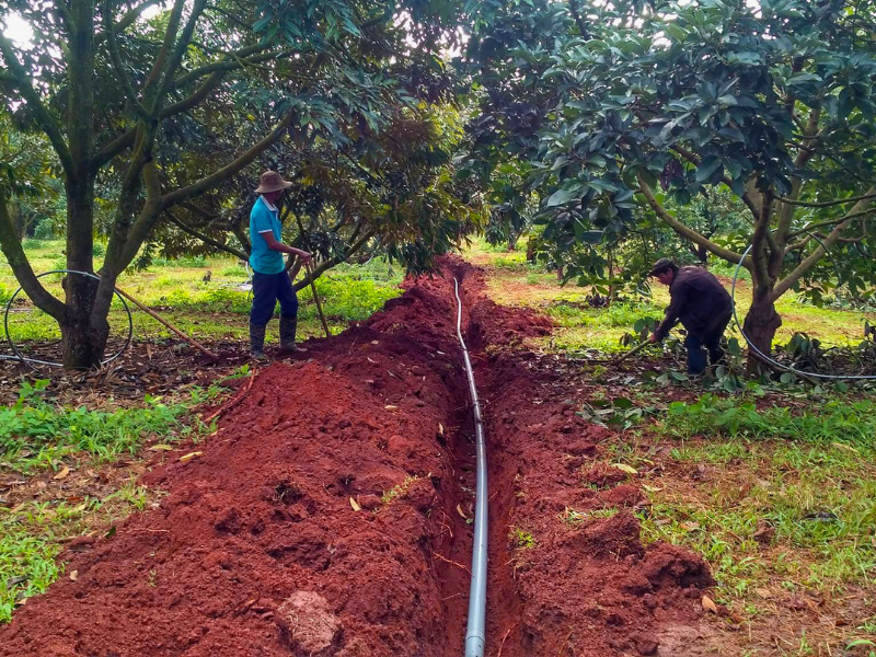 lich bon phan va tuoi nuoc cho cay sau rieng (4)