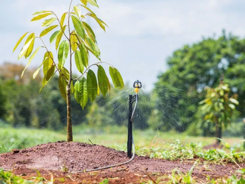 lich bon phan va tuoi nuoc cho cay sau rieng (5)