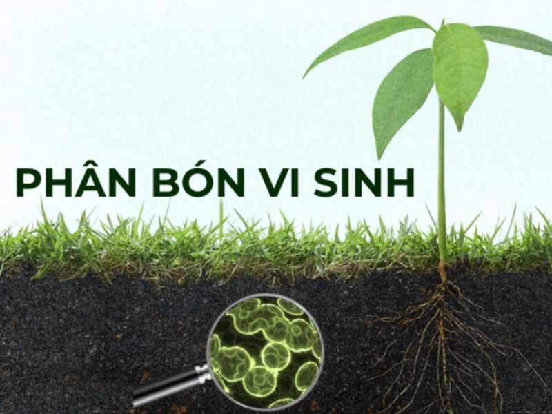 phan biet cac loai phan bon (4)